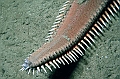 06 Astropecten aranciacus